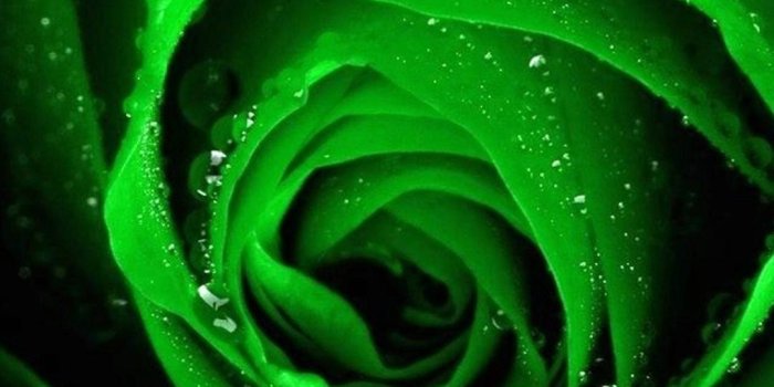 1080x1920 57+ Green Rose Wallpapers on WallpaperPlay