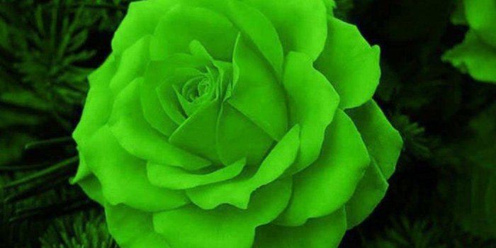 1024x768 50+ Green Rose Wallpapers - Download at WallpaperBro
