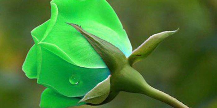 1600x1200 Beautiful Green Rose Wallpapers