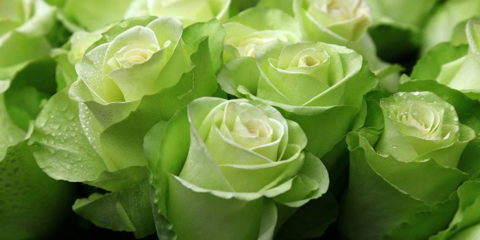 1920x1200 Wallpaper Green roses, water droplets 1920x1200 HD Picture, Image