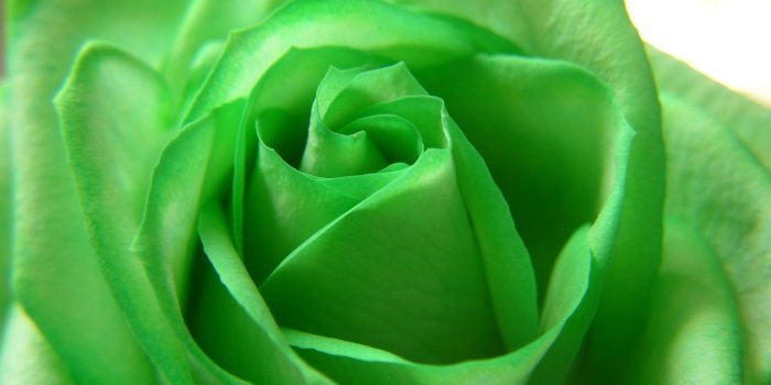 2560x1600 Green Rose - Wallpaper, High Definition, High Quality, Widescreen