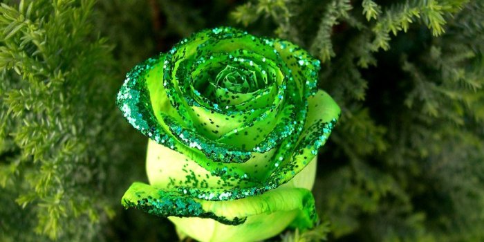 1024x768 Green Rose Wallpaper |Rose Wallpapers