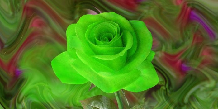 1024x768 pictures of green roses | green rose wallpaper green rose with