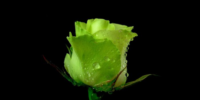 2560x1600 Green Roses Wallpaper #6872815