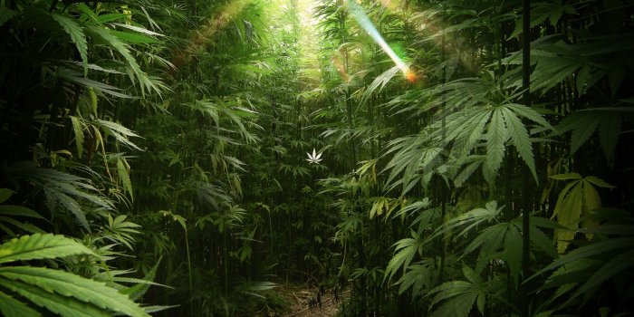 2800x1880 45+] Marijuana Wallpaper Computer on WallpaperSafari