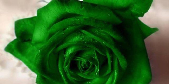 1600x1200 Green Rose Wallpapers