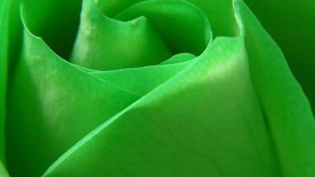 623x1280 Green Rose Wallpaper by Ameraida99 - 50 - Free on ZEDGE™