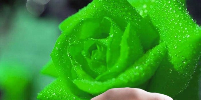 1024x768 Green rose flower. - Flower Wallpaper