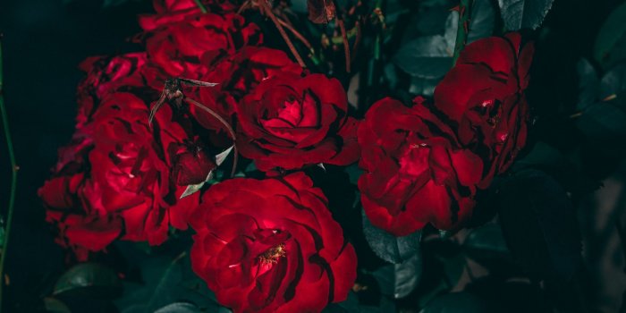 2048x1536 Flower, Plant, Green, Rose, Aesthetics Wallpaper for IPad, Air, Air