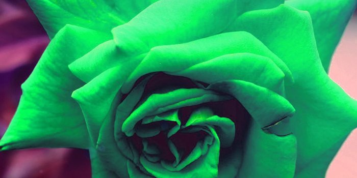 1242x2208 iPhone7papers.com | iPhone7 wallpaper | my90-green-rose-nature