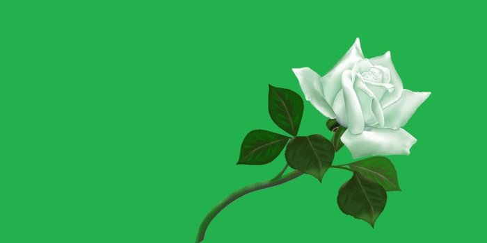 1316x948 Flower Green Rose Roses Wallpaper Hd Full Screen ~ Flower for HD 16