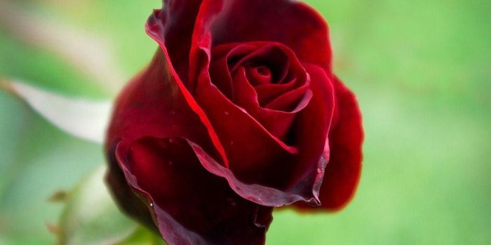 1024x768 Flower Blooms Rosebud Buds Valentine Roses Green Romance Red Rose