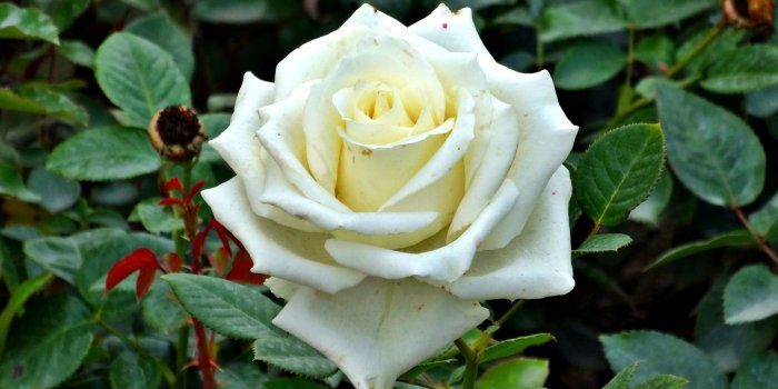 1920x1080 nature, Green, Rose, Macro, Flowers, White Flowers Wallpapers HD