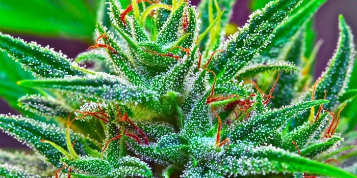 1920x1200 49+] Marijuana Screensavers and Wallpaper on WallpaperSafari