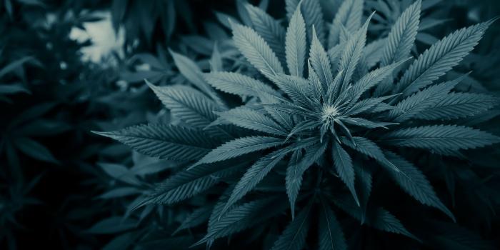 1920x1080 Smoking Weed Wallpapers - Top Free Smoking Weed Backgrounds