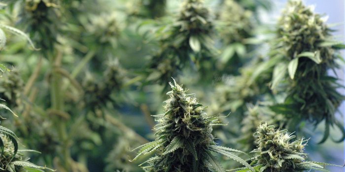 3008x2000 4K Weed Wallpapers High Quality | Download Free