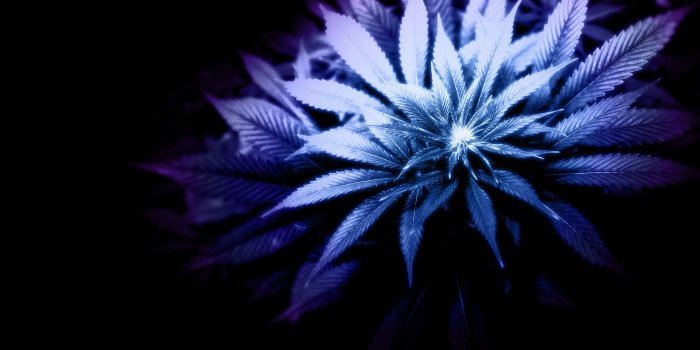 1920x1200 3D Weed Wallpapers ·① WallpaperTag