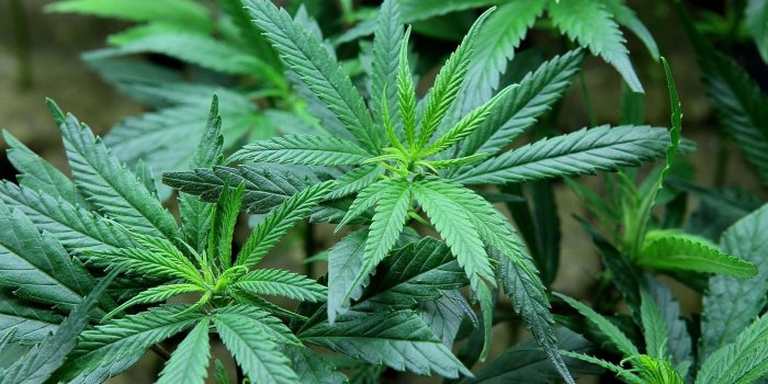 2000x1125 Weed Wallpaper Tumblr ·① WallpaperTag