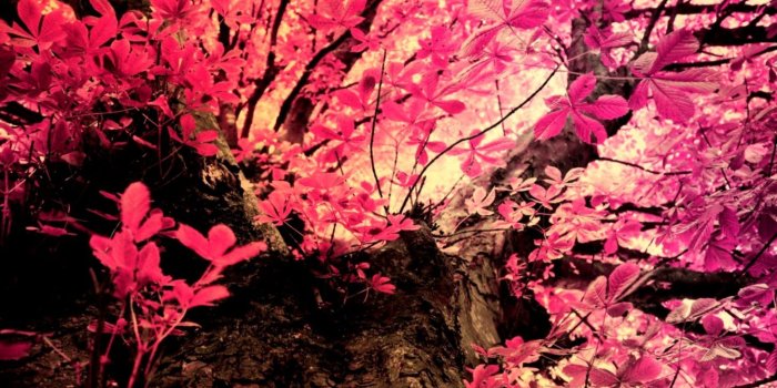 1456x1002 18287 pink camo wallpaper for phone