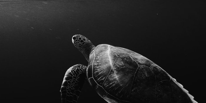 1600x500 Triple Monitor Wallpaper[HD] |