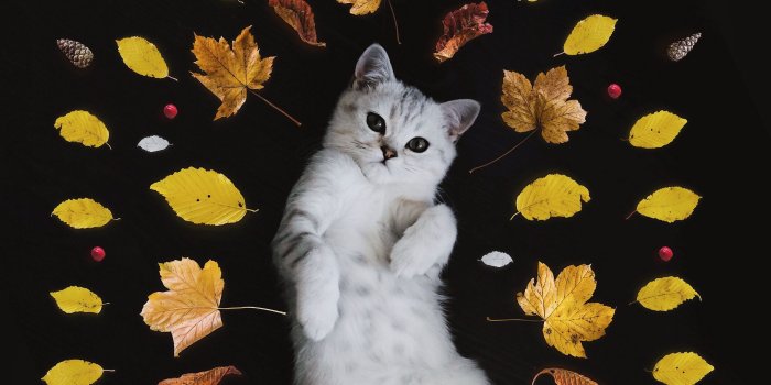 2780x2780 Download wallpaper 2780x2780 kitten, autumn, foliage, cute ipad air