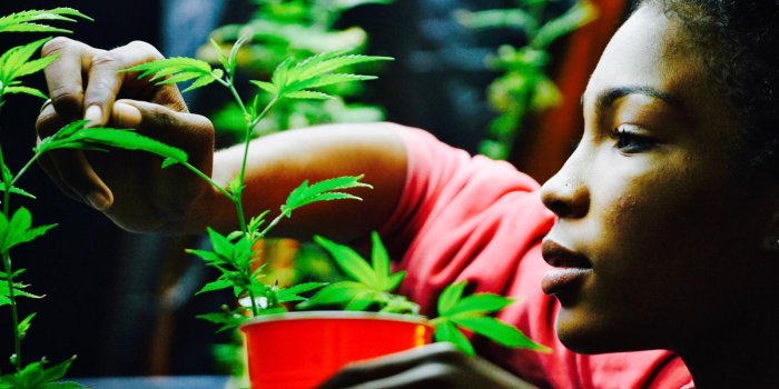 1600x900 In the legal weed industry, women are more likely to be executives