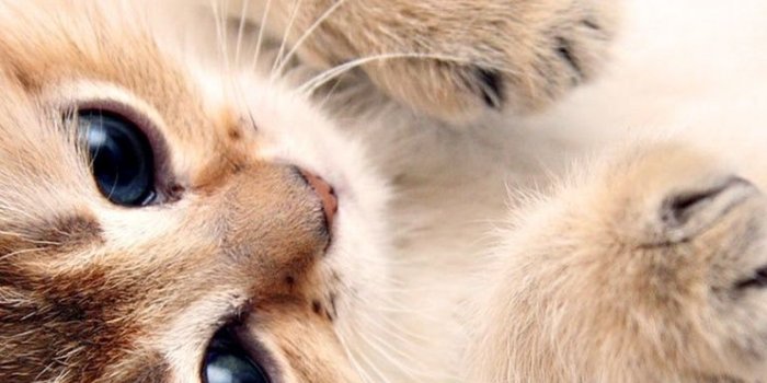 768x1024 768x1024 Kitten Cute Paws Ipad wallpaper