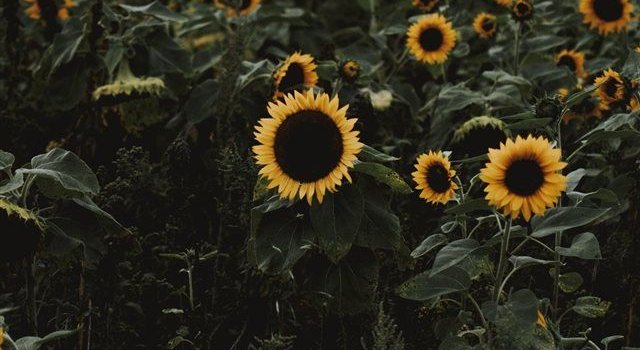 640x1385 The road to freedom is bordered with sunflowers iPhone X Wallpapers