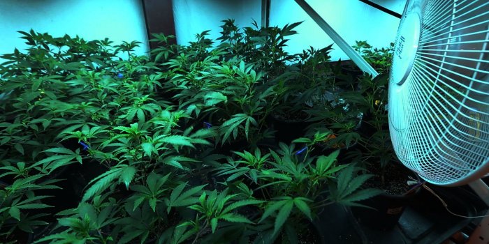 1920x1080 NJ Cannabis Insider Sample Issue: Navigating the legal marijuana