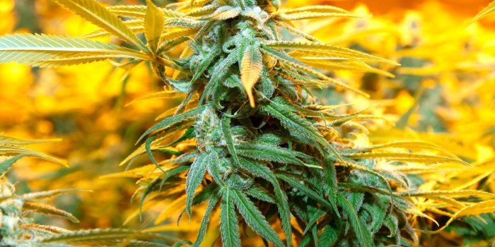 1200x675 The Great Weed Rebrand: Inside Colorado's Cannabis Lifestyle