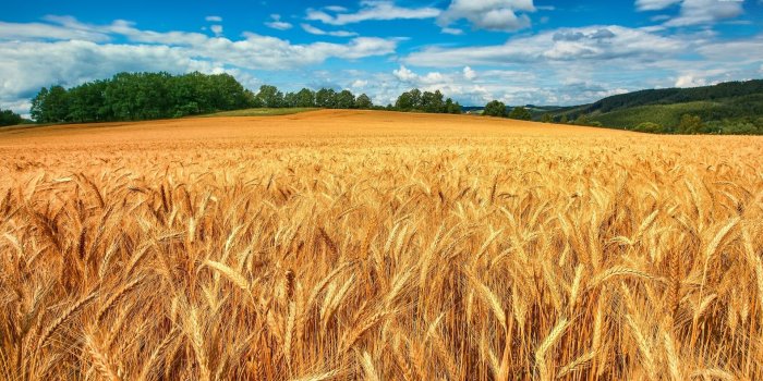 1920x1080 Wheat field bordered by green trees wallpaper - Nature wallpapers