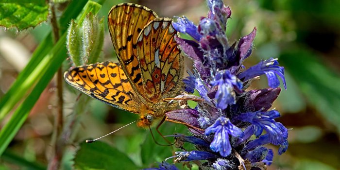 1280x853 Image Insects Butterflies Pearl-bordered fritillary flower Animals