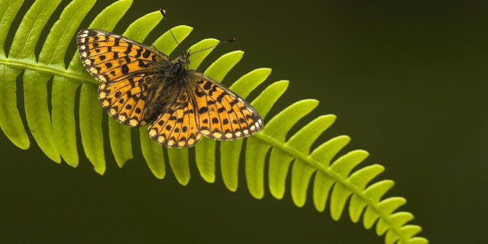 1920x1200 Pearl Bordered Fritillary ❤ 4K HD Desktop Wallpaper for 4K Ultra HD