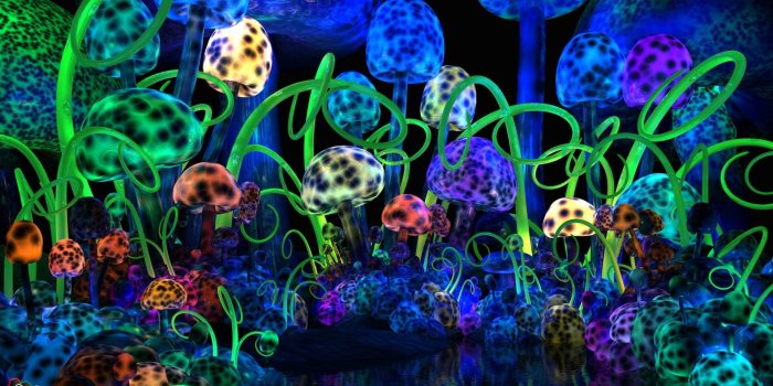 1920x1080 57+ Shrooms Wallpapers on WallpaperPlay