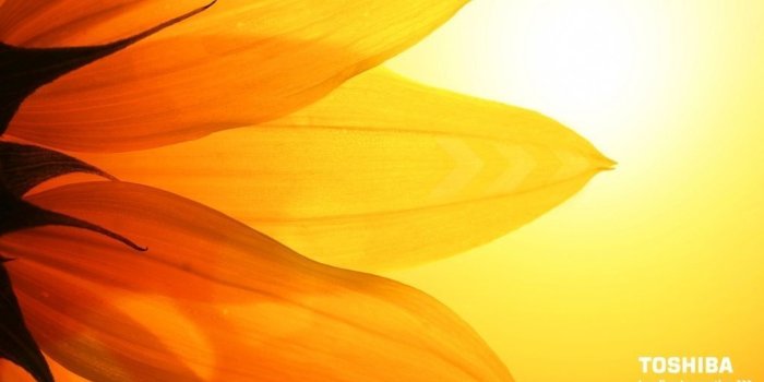 1024x768 45+ Orange Toshiba Wallpapers - Download at WallpaperBro