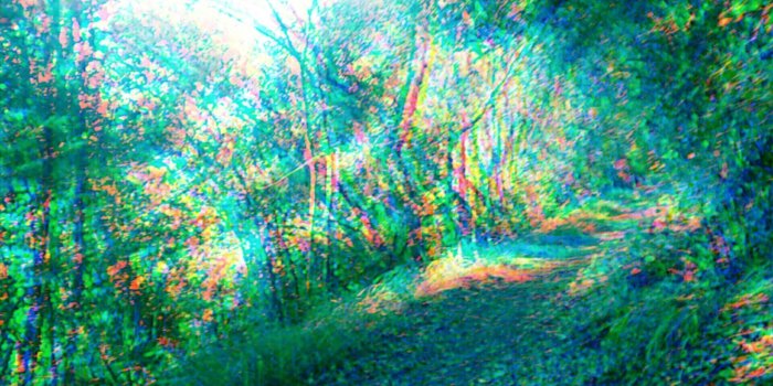 1600x900 Trippy Forest Wallpaper (30 + Background Pictures)