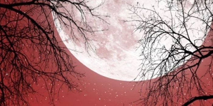 800x1280 800x1280 Full Moon Red Sky Dark Trees Nexus 7 wallpaper