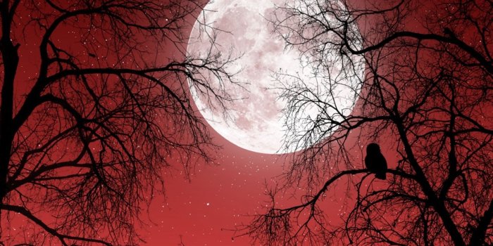 2560x1920 2560x1920 Full Moon Red Sky Dark Trees desktop PC and Mac wallpaper