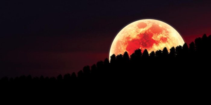 1920x1080 60+ Forest Moon Wallpapers - Download at WallpaperBro