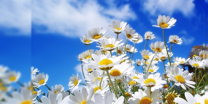 1920x1080 Computer Wallpapers Flowers