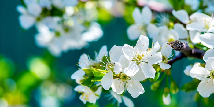 2560x1600 White Flowers Desktop #Wallpaper - HD Wallpapers