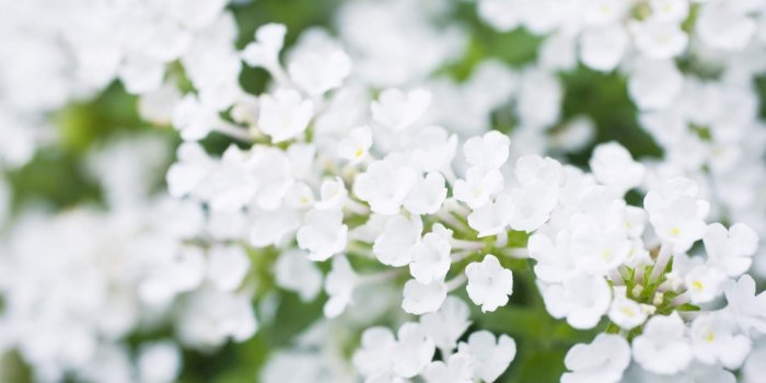 1920x1200 White Flowers Wallpapers Images Photos Pictures Backgrounds