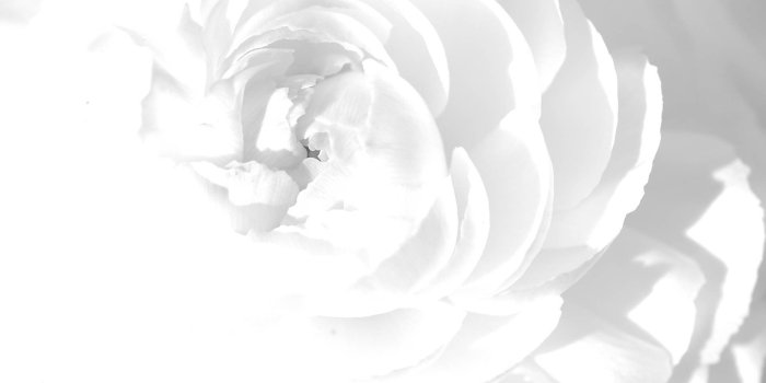 1920x1200 White Flowers HD desktop wallpaper : High Definition 1920x1200