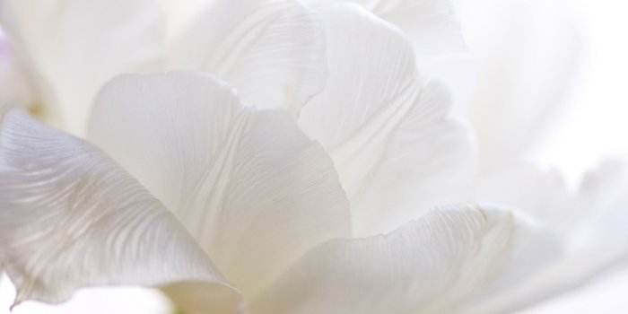 1920x1080 White Tulips HD Wallpapers