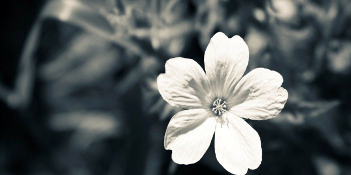 1920x1200 65+ Black Floral Desktop Wallpapers - Download at WallpaperBro