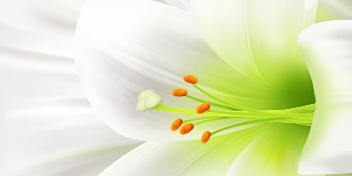 1920x1080 White Flowers wallpaper | 1920x1080 | #38316