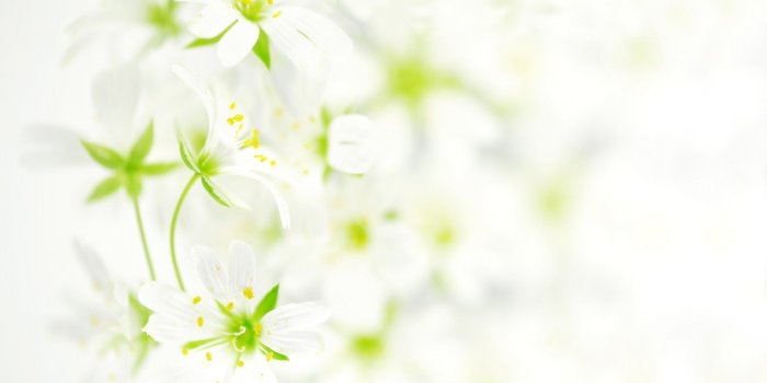 2560x1440 65+ White Flowers Wallpapers - Download at WallpaperBro