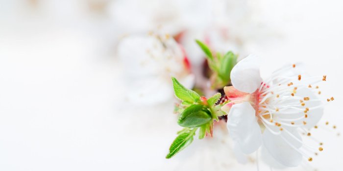 1920x1080 White Blossom Tree Flowers ❤ 4K HD Desktop Wallpaper for 4K Ultra