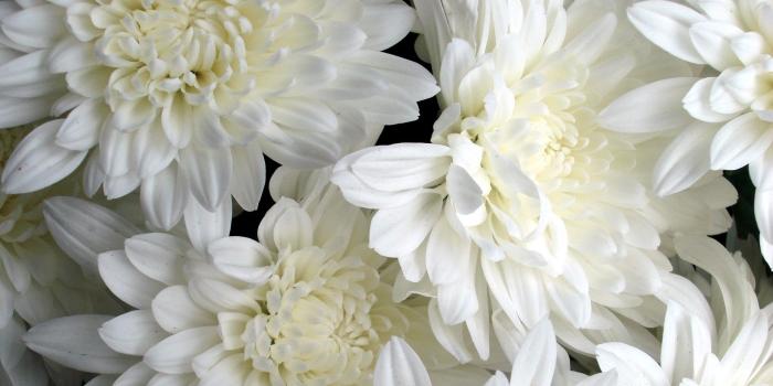 1920x1080 White Flowers wallpaper | 1920x1080 | #38294