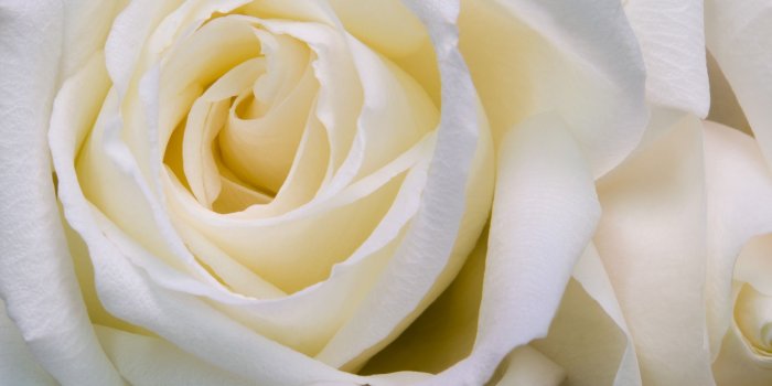 1920x1200 Lovely Flower White Rose Desktop Wallpaper HD 3 High Resolution